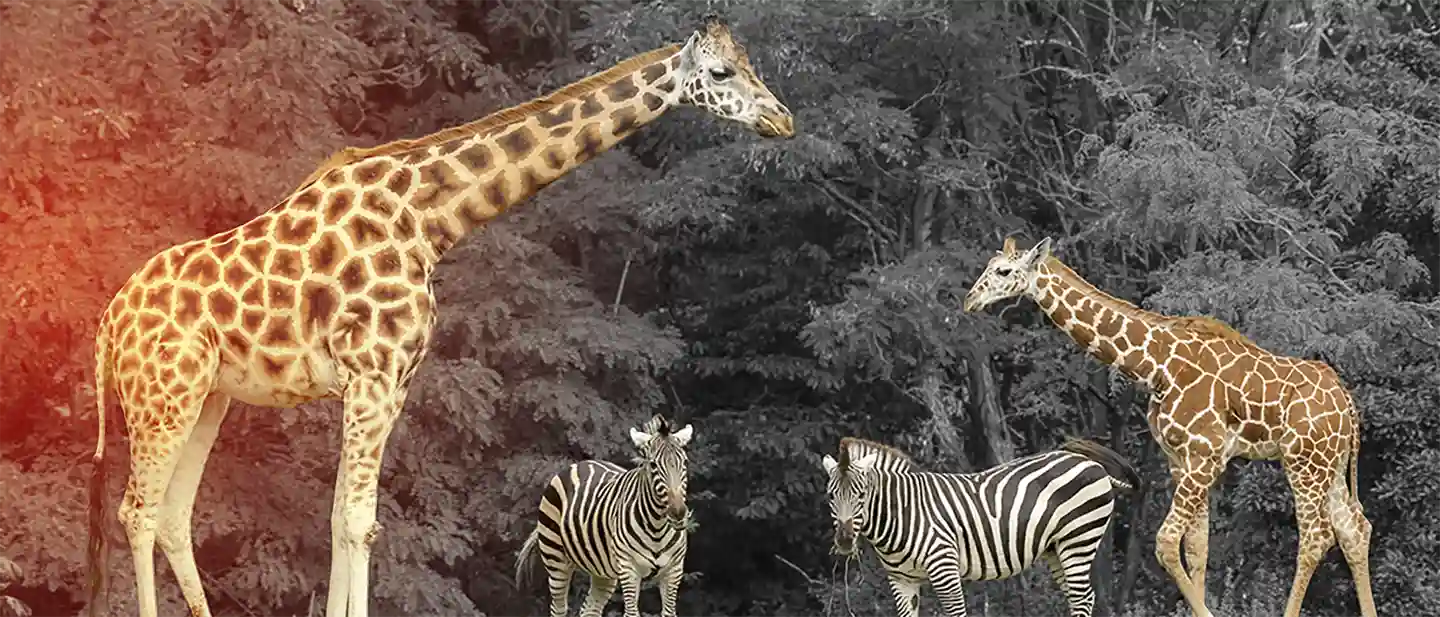 Man sieht zwei Giraffen und zwei Zebras vor Bäumen.